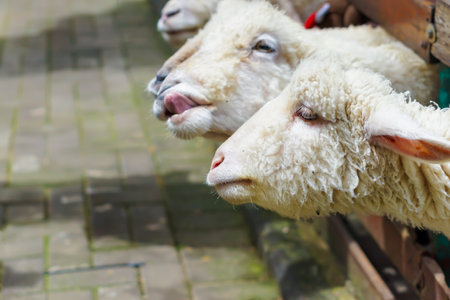 a sheep peeking through a wooden fence in a green, natural environment. conceptual for celebrating eid al adhaの写真素材