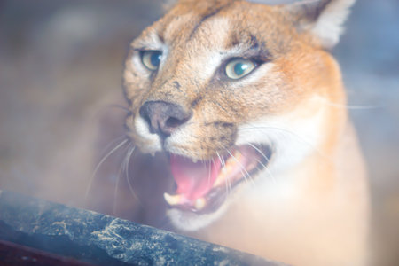 A close-up of a fierce puma snarling behind glass, showing sharp teeth and intense green eyesの写真素材