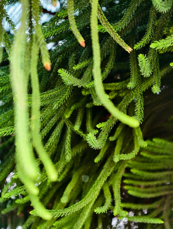 Lush green Norfolk Island pine branches close-up.