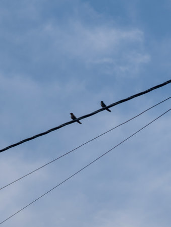 Two birds perched on a wire against a cloudy sky.