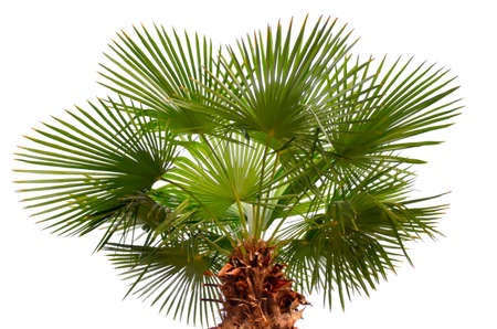 These are palm leaves on a whiteの写真素材