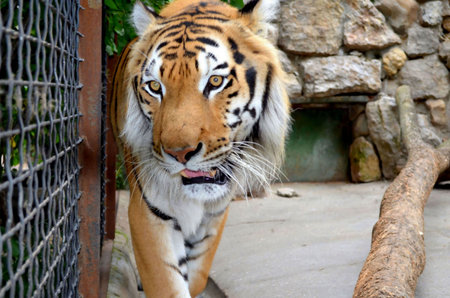 The Siberian tiger,Panthera tigris altaicaのeditorial素材