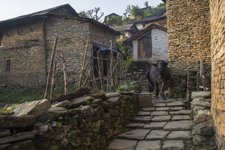 Nepal. Himalayas, Ghandrukの写真素材