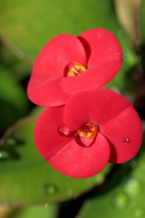 Water drops on the red tropical flowerの写真素材