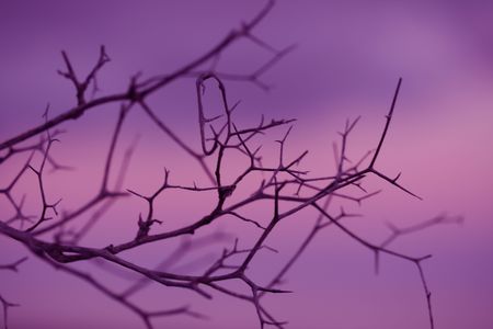 silhouette dry old plants  against sunset skyの写真素材