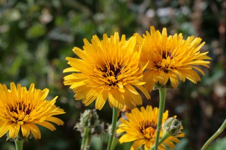 Blooming first wild spring flowers の写真素材