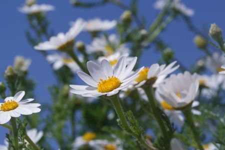 Camomiles and blue sky

の写真素材