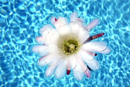 white tropical flower floating on Swimming Poolの写真素材