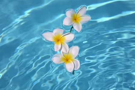 Three frangipanis Floating on Swimming Poolの写真素材