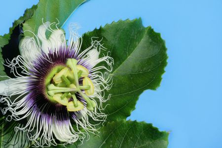 passion fruit flowerの写真素材 [40003548990] - イメージマート