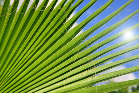 palm, blue sky and sunの写真素材
