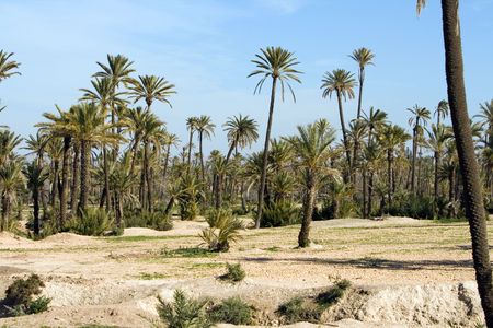 Landscape with Palm trees near Marrakech, Morocco, Africaの写真素材
