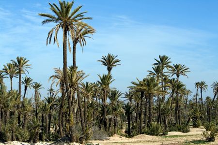 Landscape with Palm trees near Marrakech.Morocco.Africaの写真素材