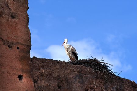 White stork in its nest on the city wall, Marrakech. Moroccoの写真素材