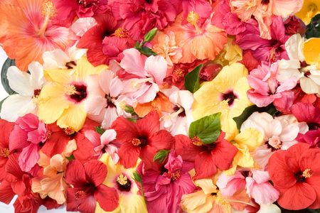 Hibiscus flowersの写真素材