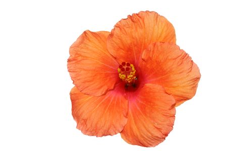 Orange hibiscus isolated on the white backgrounの写真素材