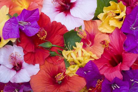 Hibiscus flowers の写真素材