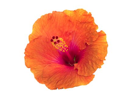 Hibiscus flowers の写真素材