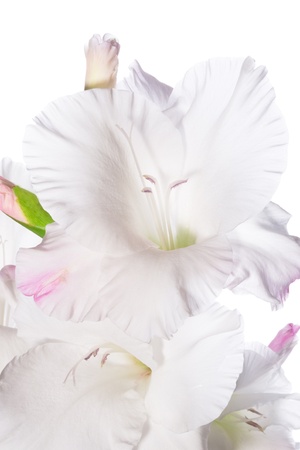 Beautiful White Gladiolus の写真素材