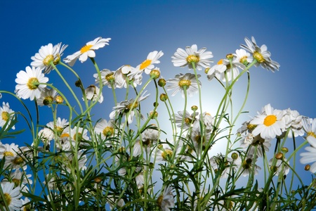 daisies against blue sky in the morning.  の写真素材