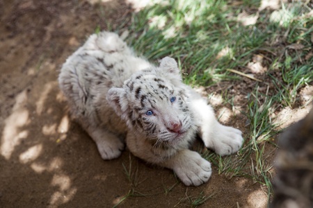 baby white tiger 33 days oldの写真素材
