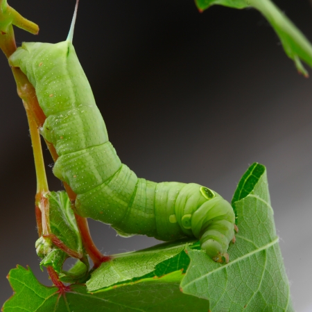 Caterpillar on a grape leaf. の写真素材