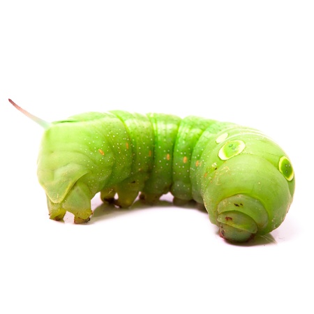 Caterpillarの写真素材