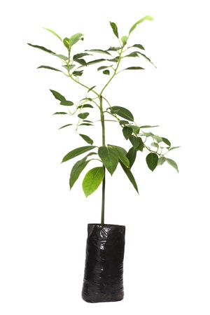seedling avocado tree plant in Planting bags , isolated on white の写真素材