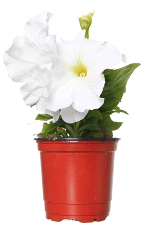 petunia in the pot on white background の写真素材