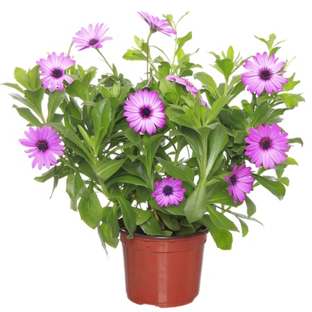 Pot with violet african daisy (Dimorphoteca, Osteospermum) flower の写真素材