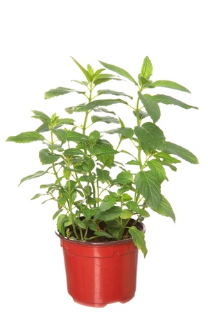 sandal plant in the potの写真素材