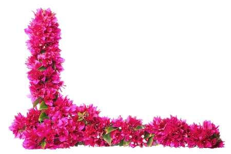 bouganvillaの写真素材