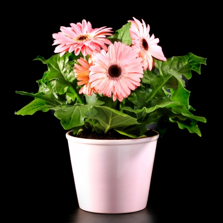 Gerber's  flowers in a flowerpot isolated on a black background.の写真素材