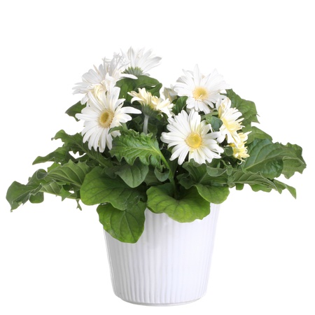 Gerber's  flowers in a flowerpot isolated on a white background.の写真素材
