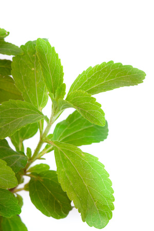 Stevia Rebaudiana - natural sweetener close up の写真素材