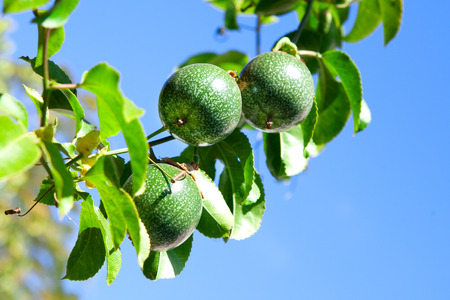 Close up of fresh  passion fruit, selective focus  の写真素材