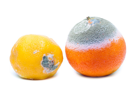 Moldy rotten orange and lemon fruit isolated on whiteの写真素材