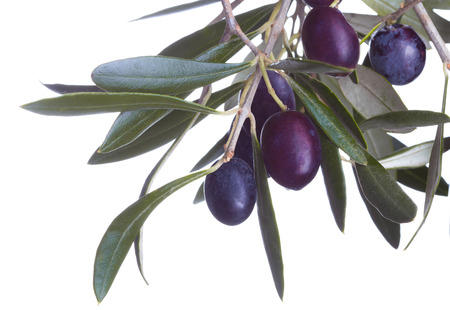 black olives in olive tree branch isolated on a white backgroundの写真素材