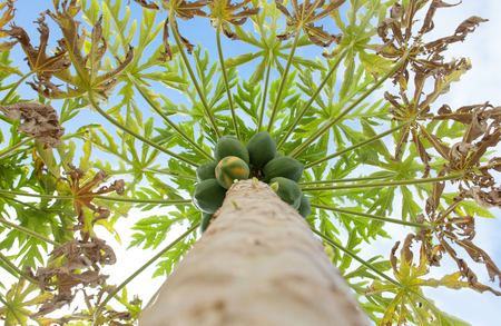 papaya tree from belowの写真素材