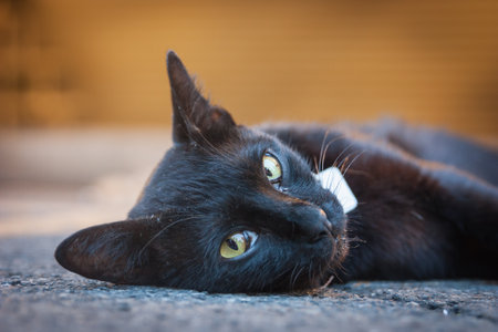 Black cat with yellow eyes lying on the floor in the street.の写真素材