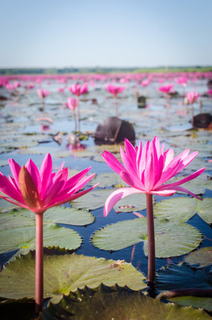 Beautiful Pink lotus in the lake at Udonthani, Thailandの写真素材