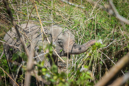 Wild elephant enjoy eating in bamboo forest, Chiang maiの写真素材