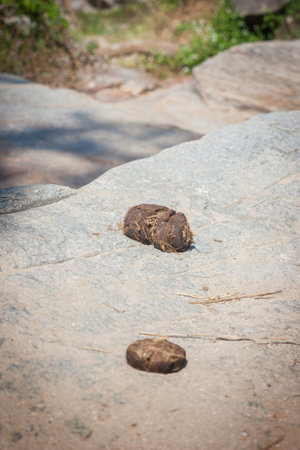 Wild elephant droppings in the forestの写真素材