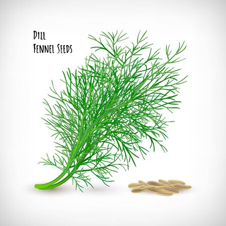 Vector illustration. Image of fresh dill spice plant with seeds. Isolated dill twig, fennel seeds on vignette background. Lettering Dill Fennel Seeds. Herb and spice vector elements for web design.のイラスト素材
