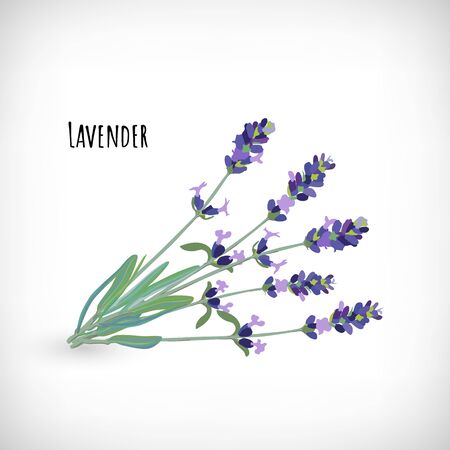 Lavender flowers isolated on vignette background. Lavender twig hand drawn image. Aromatic plant collection. Lettering Lavender. Elements for floral web designs. Vector illustration.のイラスト素材