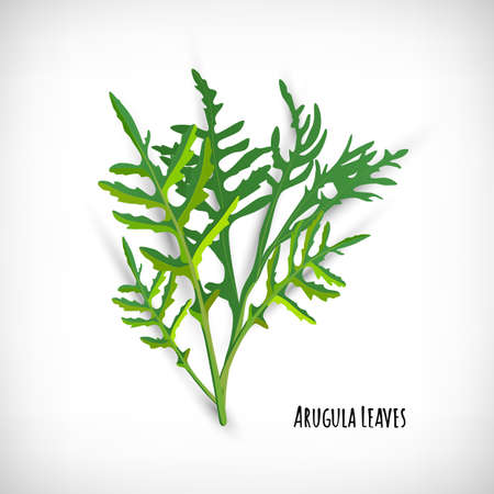 Rucola or arugula leaves in flat style. Vegetable organic eco bio farm product. Rocket salad fresh green leaves isolated on white background. Spice plant collection. Vector illustration.の写真素材