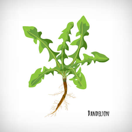 Dandelion leaves and roots isolated on white background. Healthy diet, vegetarian organic food. Green medicinal plant in flat style. Lettering Dandelion. Herb collection. Vector illustration.のイラスト素材