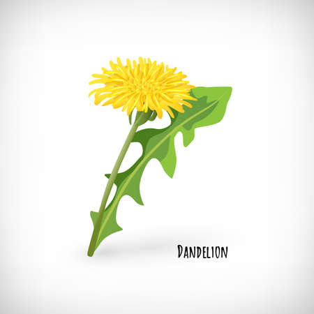 Dandelion leaf and flower icon isolated on white background. Healthy diet, vegetarian organic food. Green medicinal plant in flat style. Lettering Dandelion. Herb collection. Vector illustration.のイラスト素材