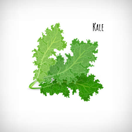Kale salad leaves isolated on white background. Fresh ingredient for salad in flat style. Lettering Kale. Healthy organic vegetarian food vector Illustration.のイラスト素材