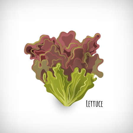 Red lettuce leaves isolated on white background. Fresh ingredient for salad in flat style. Lettering Lettuce. Healthy organic vegetarian food vector Illustration.のイラスト素材